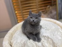 Britsh shorthair iki aylık