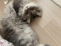 Chinchilla prense eş arıyoruz