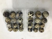 Bıldırcın yumurtası