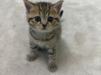 British shorthair bebeğim sahiplendirilecektir