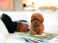ÜST KALİTE TOY POODLE BEBEKLERİMİZ