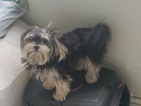 Morkie 2 yaşındaki kızımıza eş arıyorum