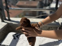 Toy Poodle Dişi Ve Erkek
