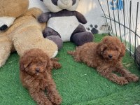A kalite toy poodle yavrularım
