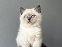 British lilac blue point