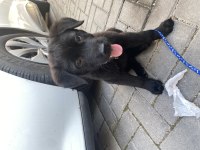 Has labrador yavrusu