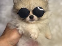 TEACUP NADİR PARTYCOLOR AYI SURAT POMERANİAN