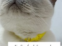 Ücretsiz Sahiplendireceğim British Shorthair Kedisi