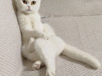 Acil sahiplendirilecek dişi scottish fold