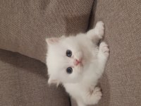 British shorthair erkek