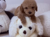 Mini toy poodle kore kan