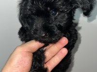 Dişi Ve Erkek Siyah İnci Köpeklerimiz