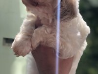 50 günlük terrier iç parazit yapıldı