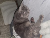 SAĞLIKLI VE ÇOK UYSAL KEDİMİZ KİKO! AÇIKLAMAYI OKUYUN