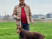 10 aylık kızıl doberman erkek