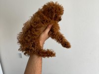 Safkan kore teacup toy poodle