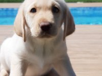 Küt Burun Şampanya Rengi Labrador Yavruları