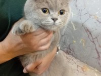 Dişi british shorthair