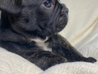 Yavru Erkek French Bulldog