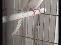 Muhabbet kuşlar taze taze çıtır çıtır yeni çıktılar