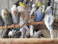 Yeni yeme düşmüş bebek muhabbetler jumbo çek ingiliz