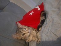 Ücretsiz tekir kedimizi veriyorum