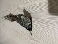 Grey Sultan Papağanı Yavrusu