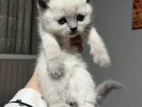 Point blue scottish fold bebekler
