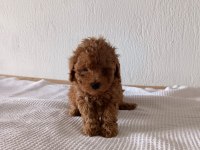 Üst kalite Toy Poodle bebeklerimiz