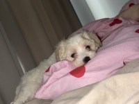 İstanbul içi sahiplendirilecek maltipoo