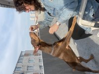 SAFKAN DOBERMAN