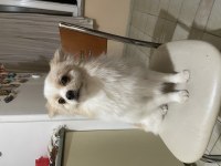 1 yaşında erkek eğitimli pomeranian