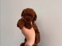 Kore toy poodle teacup kg garantili