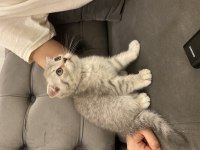 Bir erkek bir dişi 2 aylık scottish fold yavrular