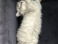 4 aylık erkek british longhair sahiplendirilecek