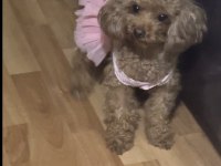 Safkan anne altından toy poodle bebekler