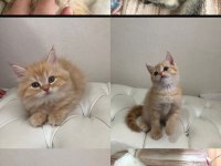 Son British Longhair Bebeklerim Ailesini Arıyor