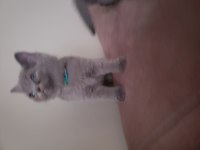Safkan british ve scottish fold