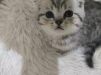 1.5 Aylık Scottish Fold Yavrularımız Sahiplendirilecektir