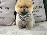 Irk Ve Sağlık Garantili Pomeranian Boo Yavrularımız