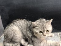 British Silver Point Erkek British Shorthair 1 Yaşında