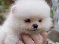 Mükemmel ayı surat pomeranian boo