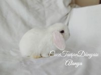 Cüce lop / miniatur lop cüce tavşan çiftliği alanya