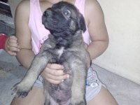 Safkan Kangal