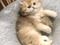 Saf Kan Golden British Longhair (WCF Kayıtlı)