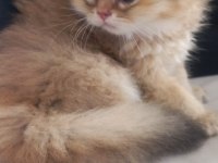 Golden N12 efsane british longhair güzellik