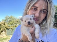 Pomeranian Boo Yavruları