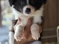 Border Collie Yavruları