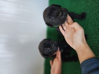 CorsoTürkten Dev Dişi Cane Corso Yavrular