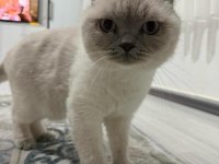 Sağlıklı 3 yaşında orjinal kısır kedim
